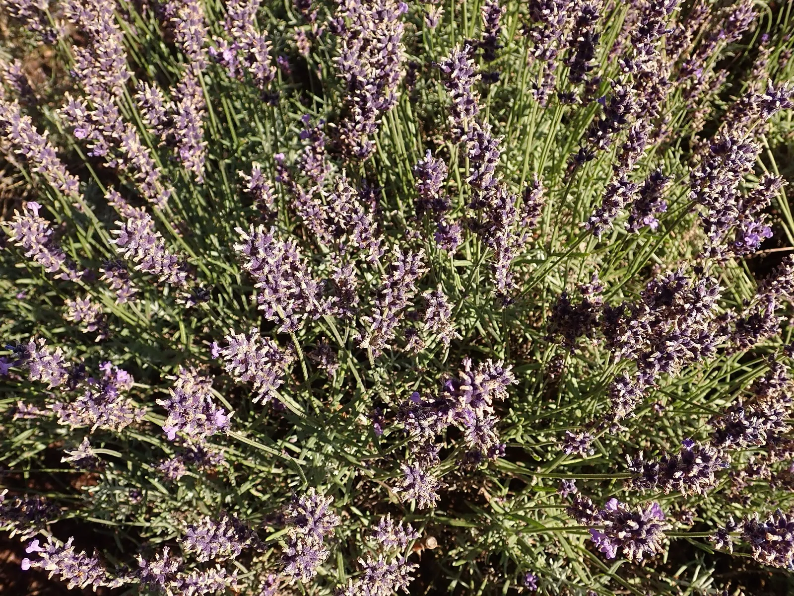 Mata de lavanda en flor vista desde arriba, con espigas lilas sobre hojas estrechas y grisáceas