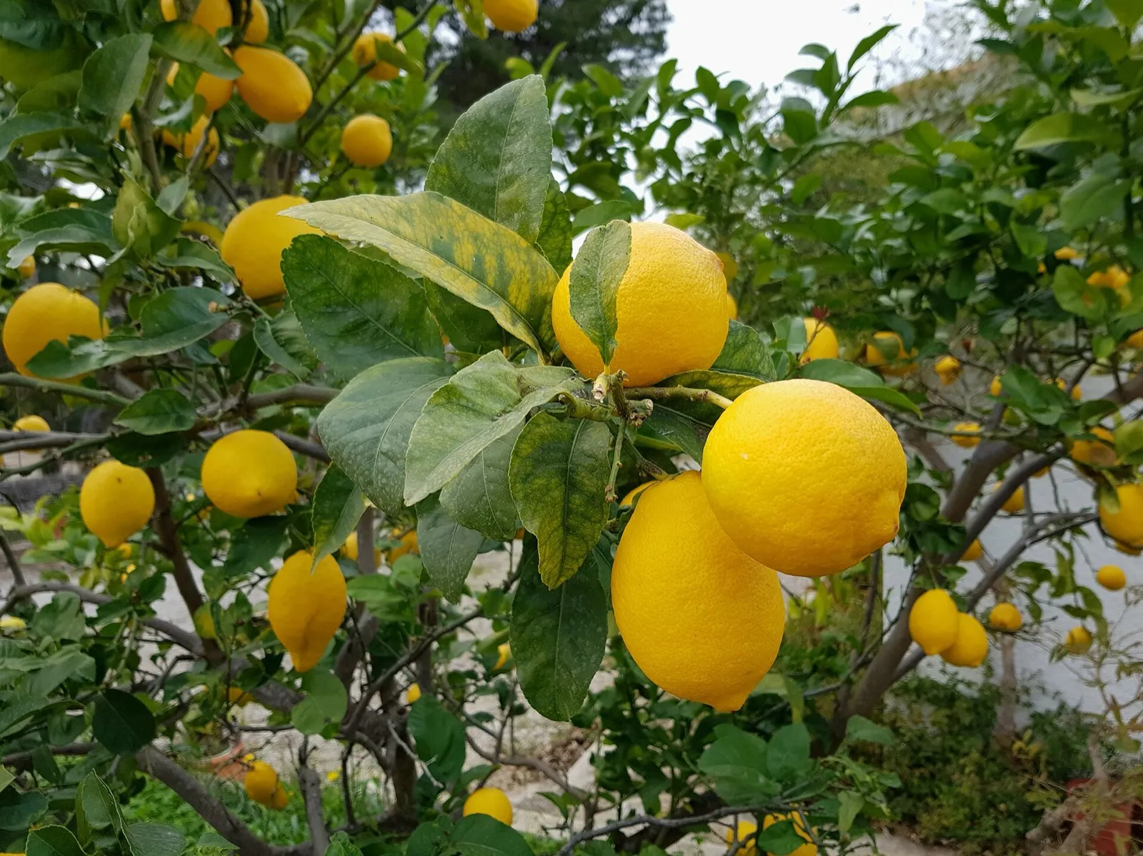 Ramas de limonero cargadas de limones amarillos maduros