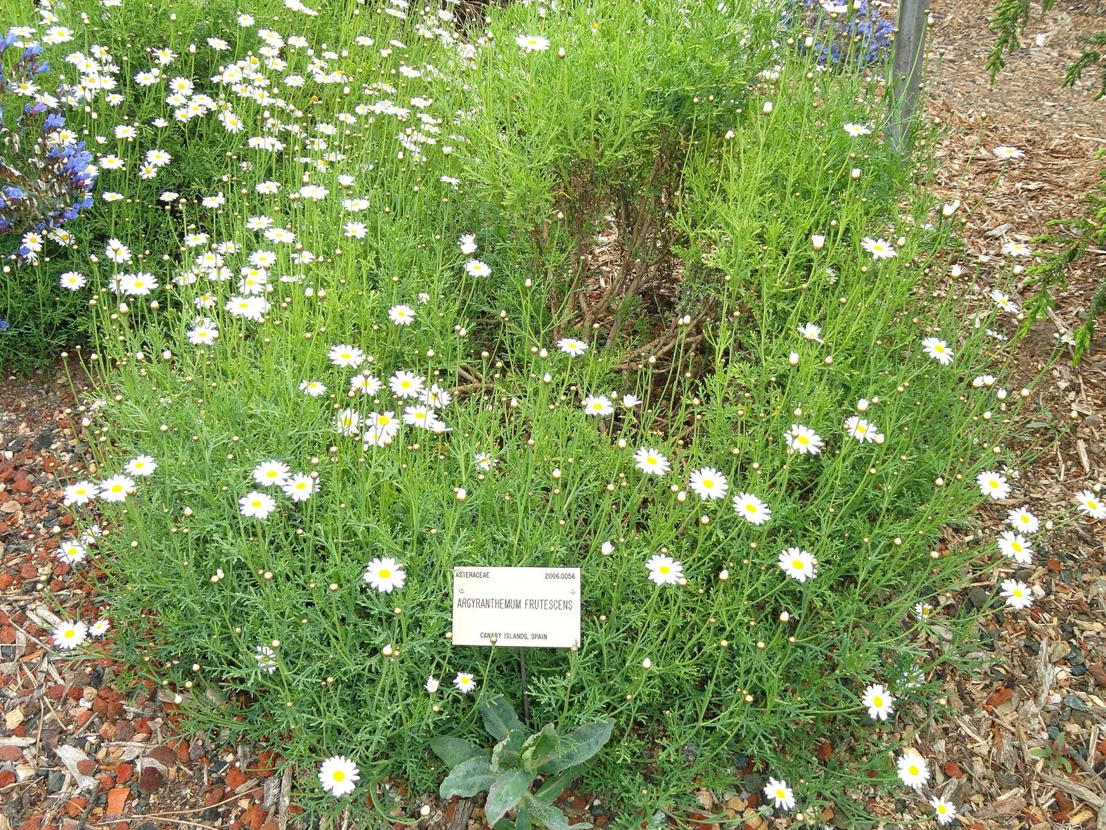 Touffe de marguerite couverte de fleurs blanches à cœur jaune dans un jardin botanique