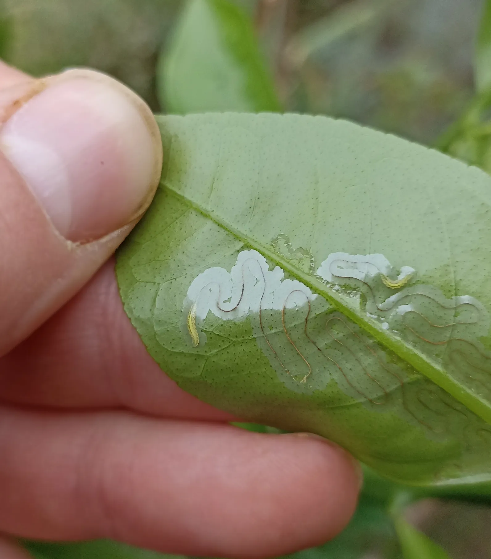 Citrus leafminer