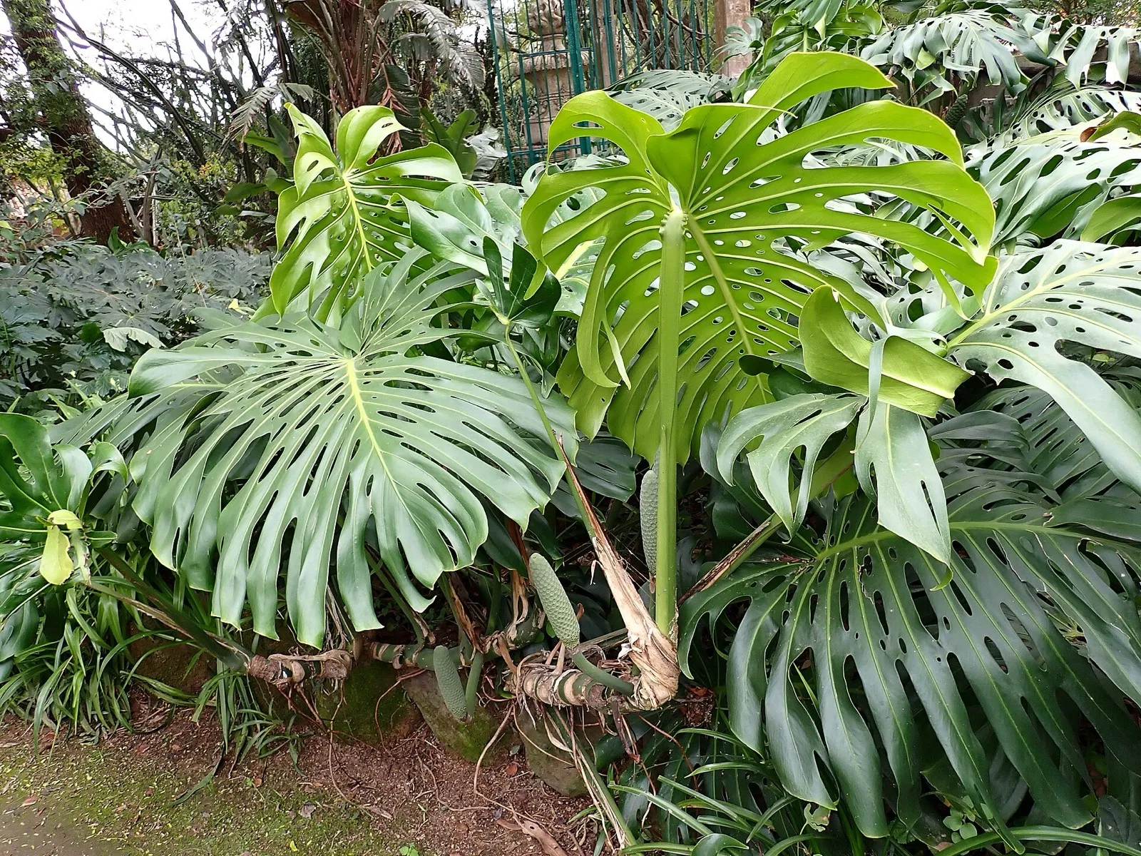 Monstera con hojas grandes y recortadas en un jardín botánico