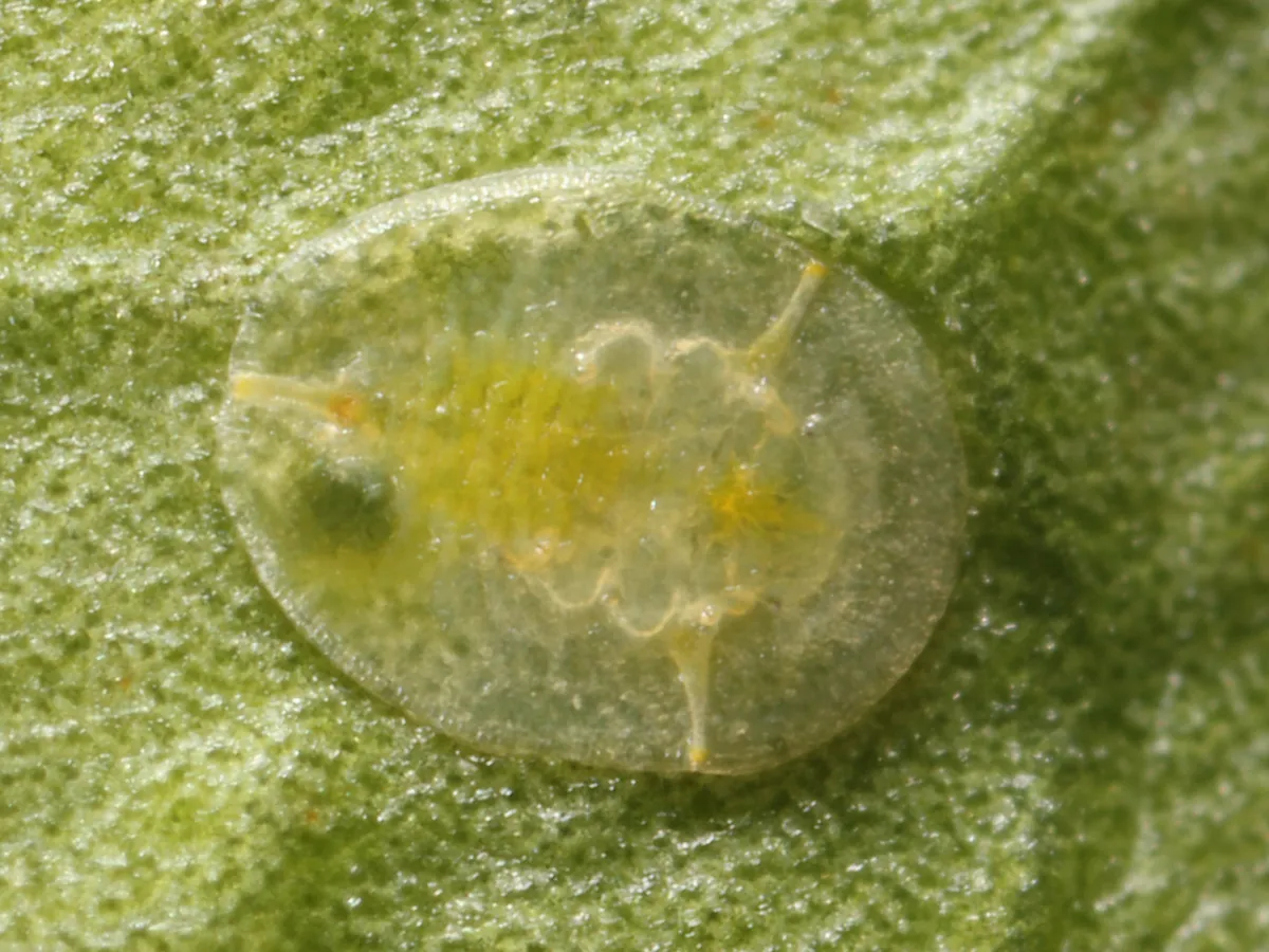 Mosca blanca de los cítricos y negrilla