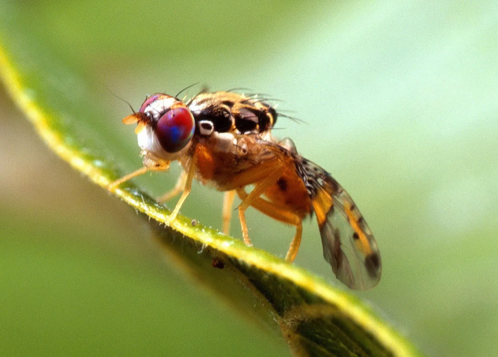 Mosca de la fruita