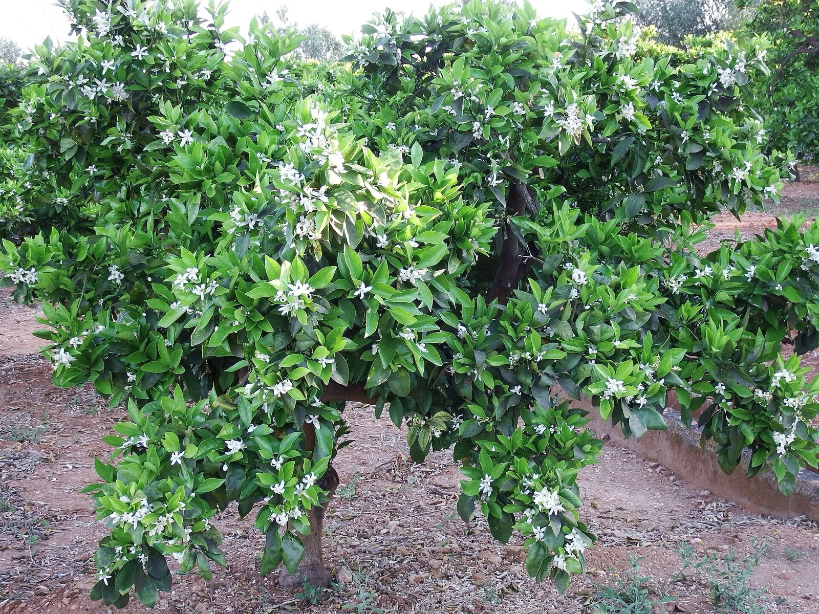 Young orange tree covered in white orange blossom in a grove with reddish soil