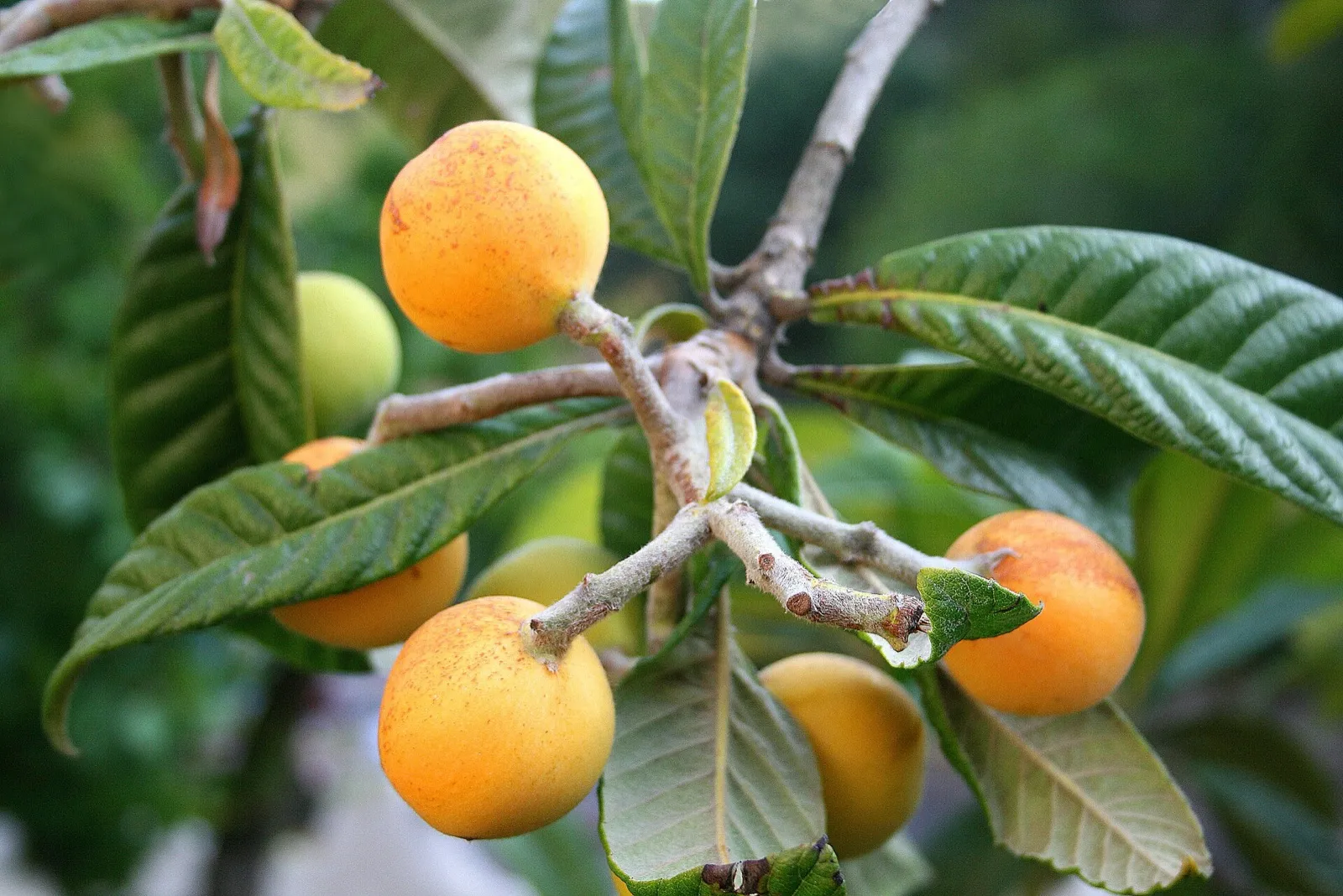 Raïm de nispros madurs de color taronja entre les fulles llargues i verdes de l'arbre