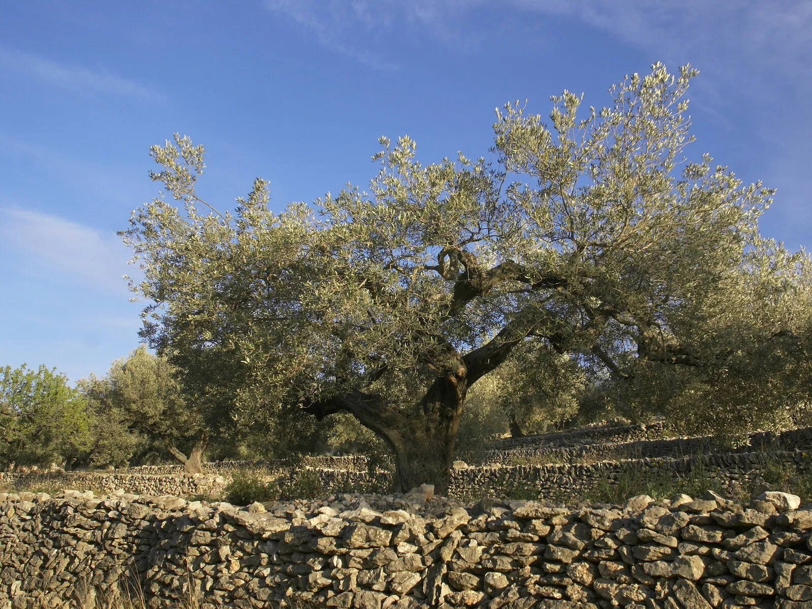 Centuries-old olive tree next to a dry-stone wall
