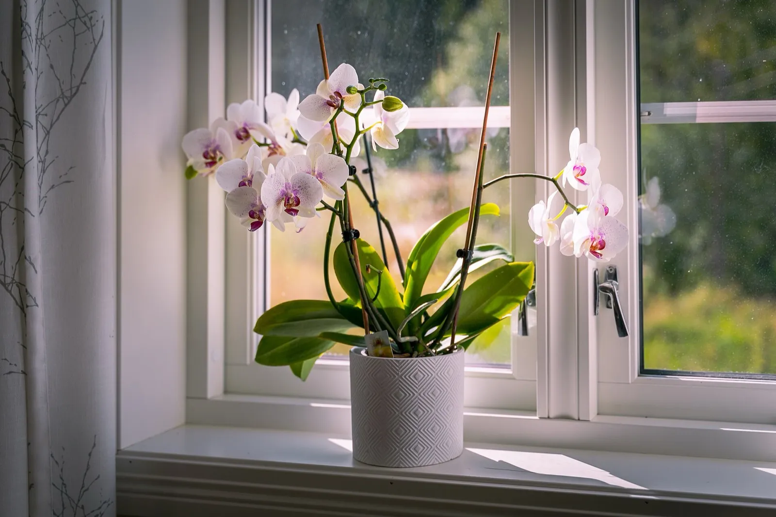 Orquídea mariposa de flores blancas y rosas en una maceta junto a una ventana