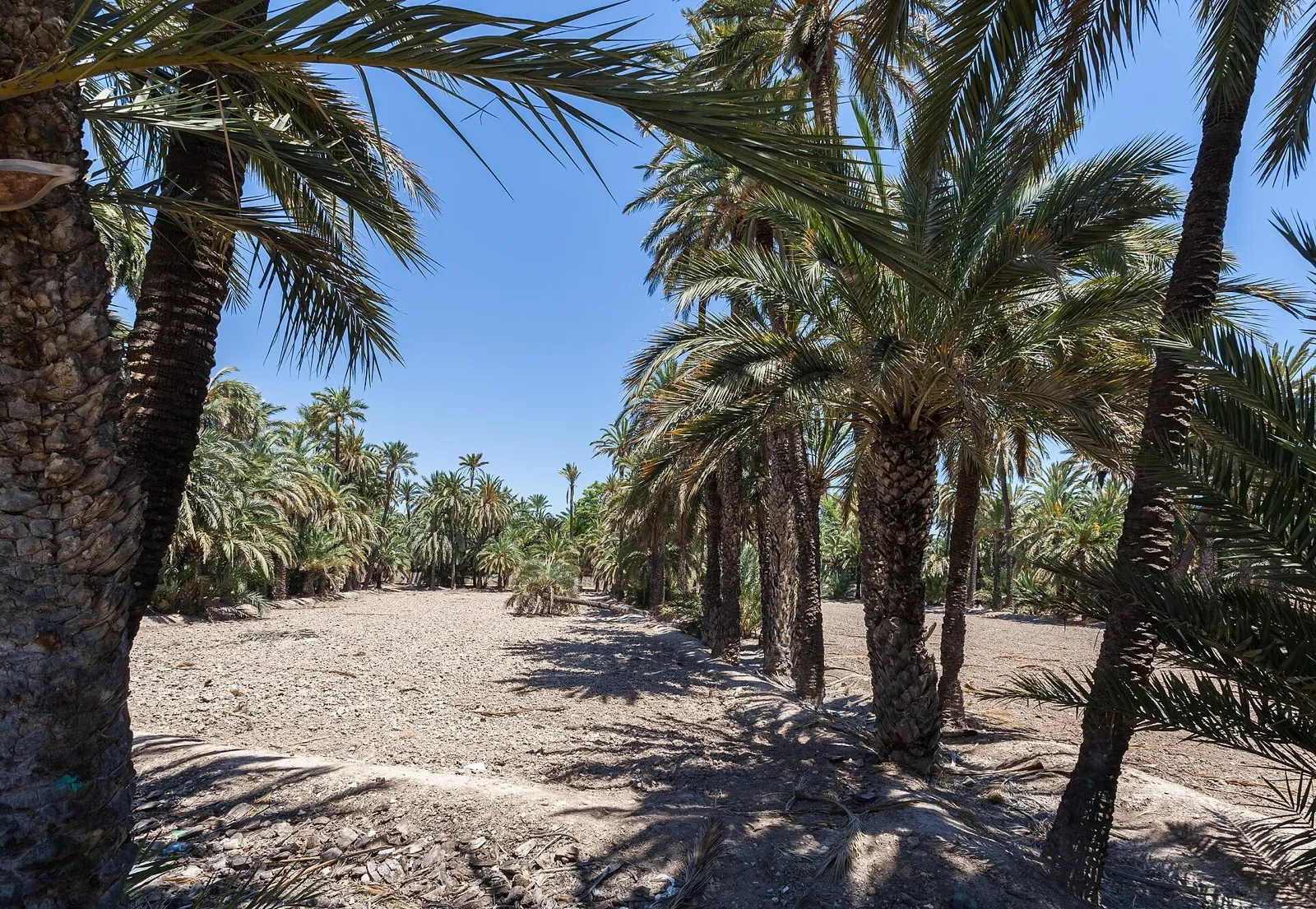 Palmeres datileres en un hort de terra seca del Palmerar d'Elx