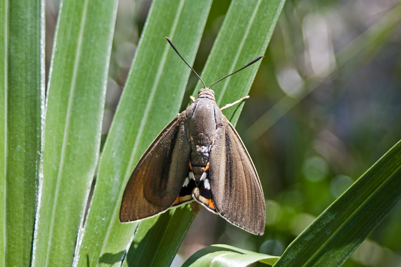 Paysandisia (oruga barrenadora de las palmeras)