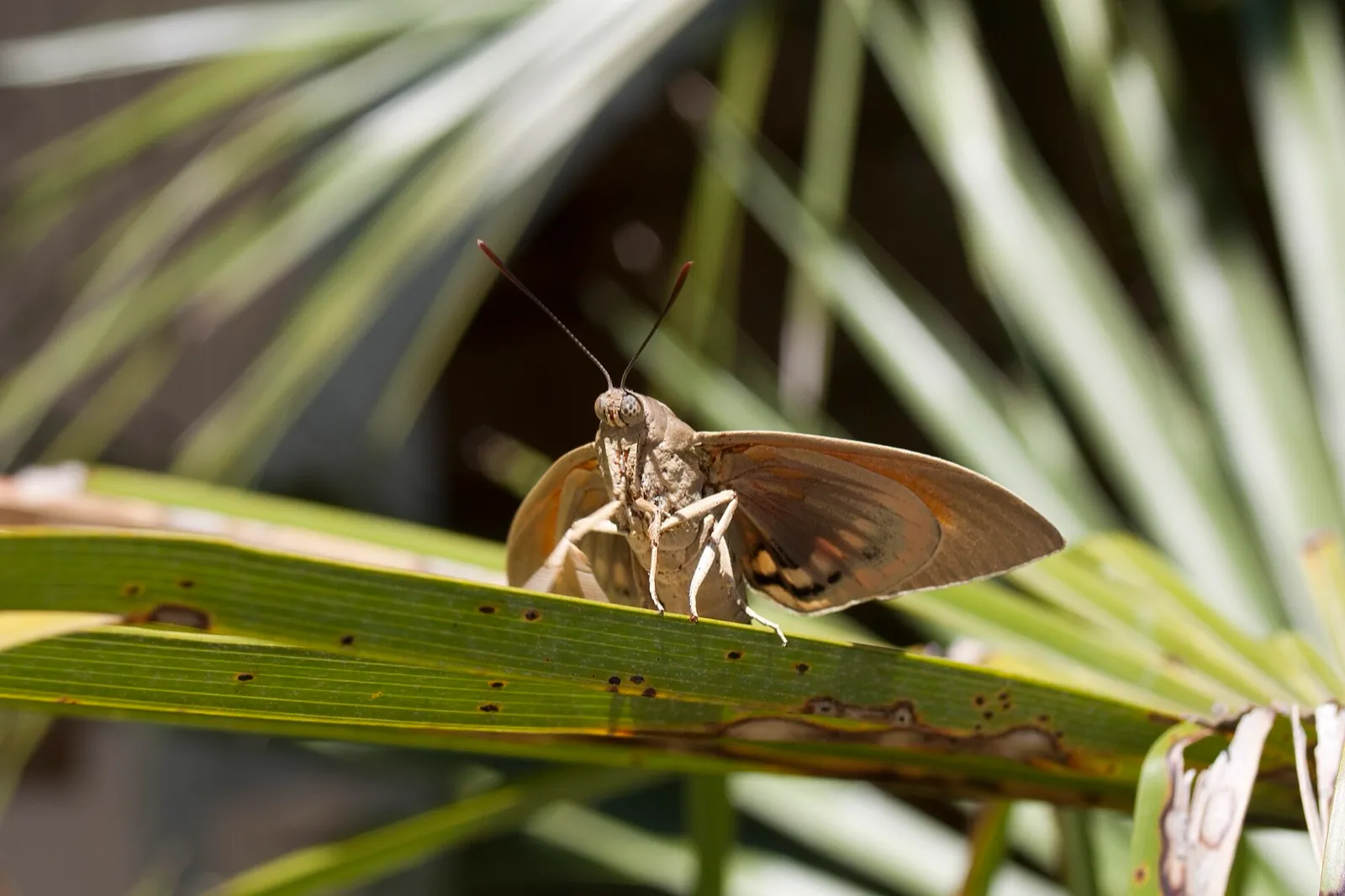 Palmenfalter (Paysandisia)