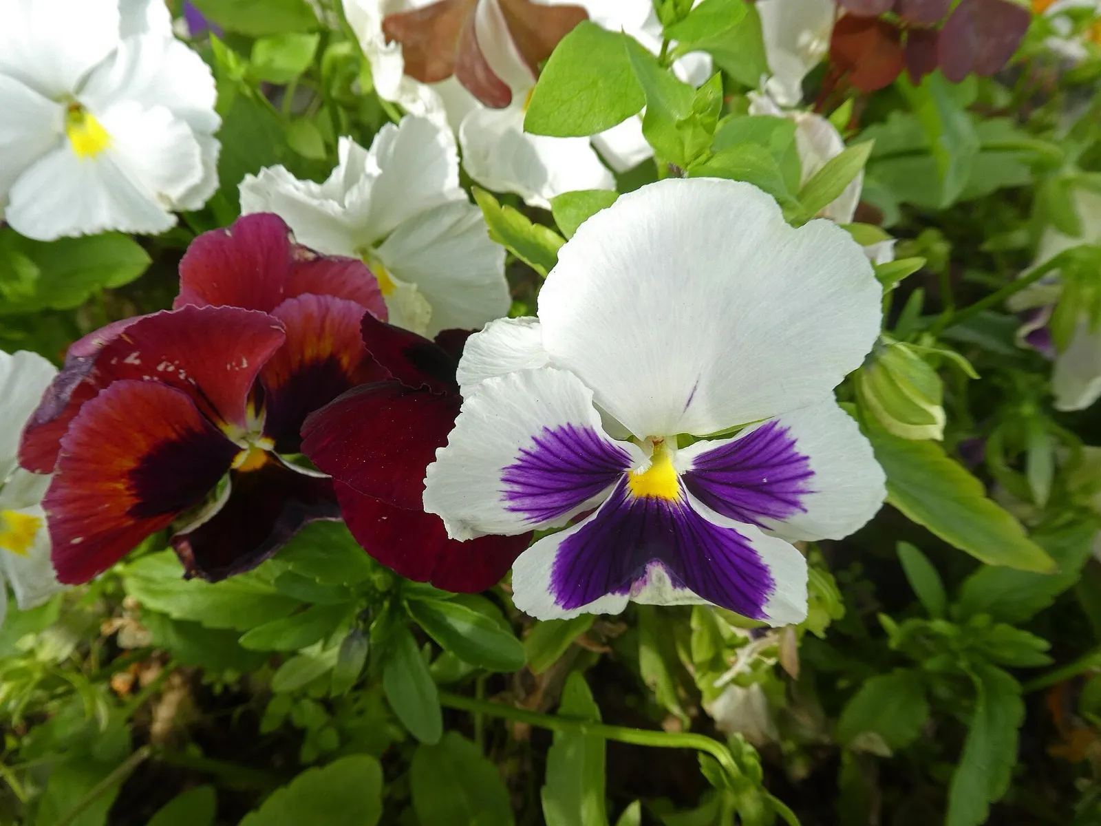 Pensamientos en flor, uno blanco con el centro morado y otros granates, entre hojas verdes