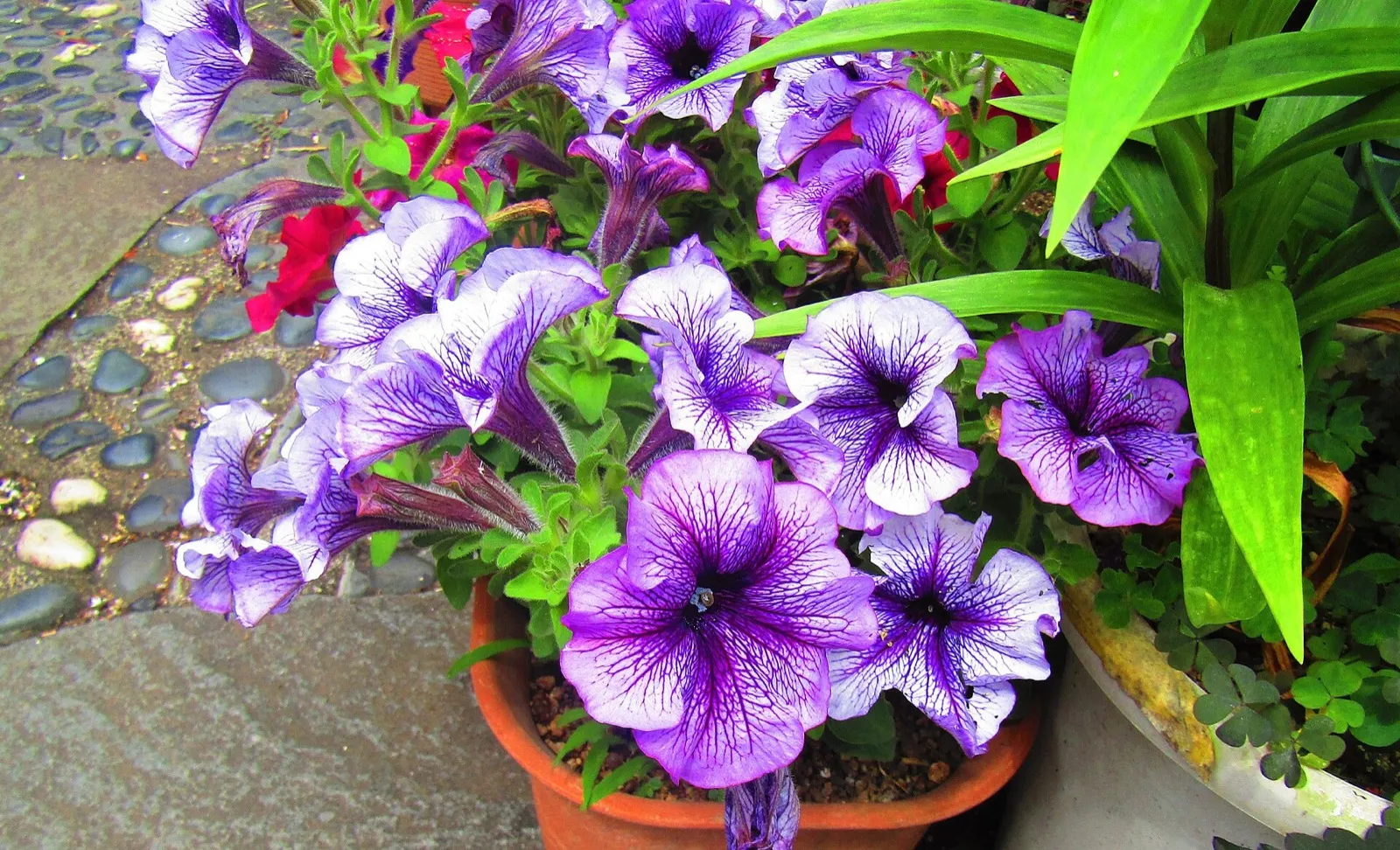 Petunias moradas con nervios oscuros en una maceta de barro