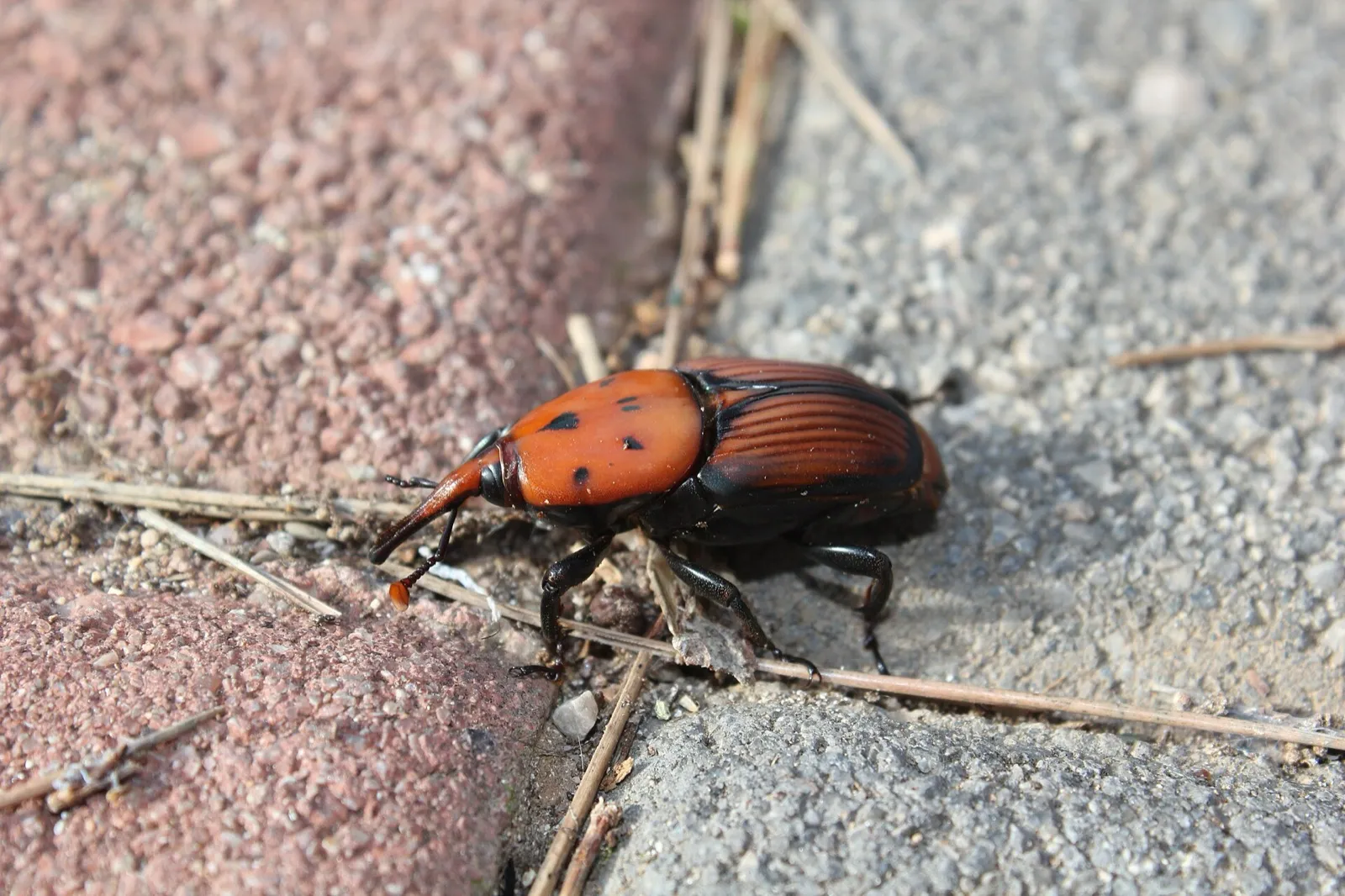 Roter Palmrüssler
