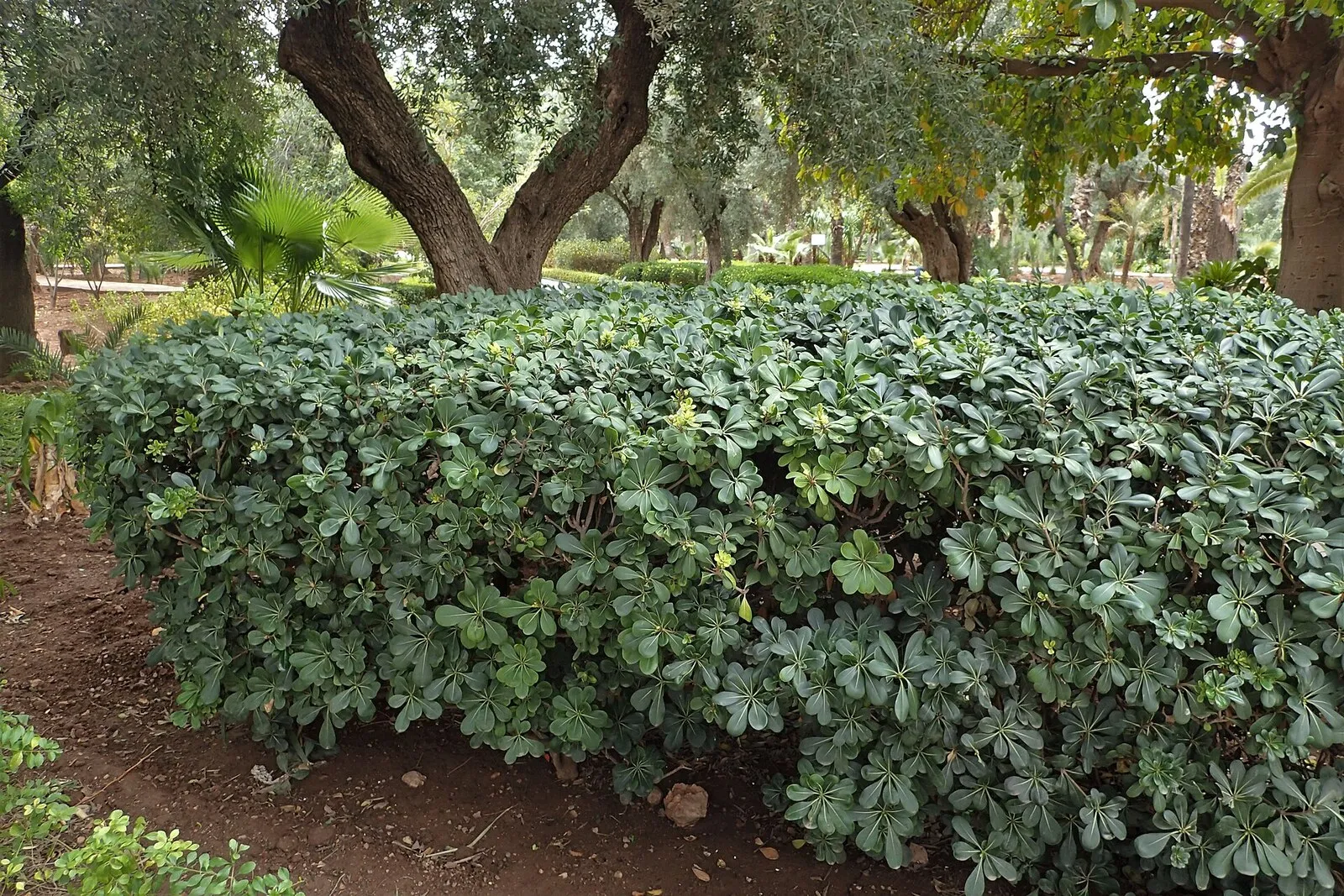 Haie de pittosporum au feuillage vert foncé dans un parc, avec des arbres derrière