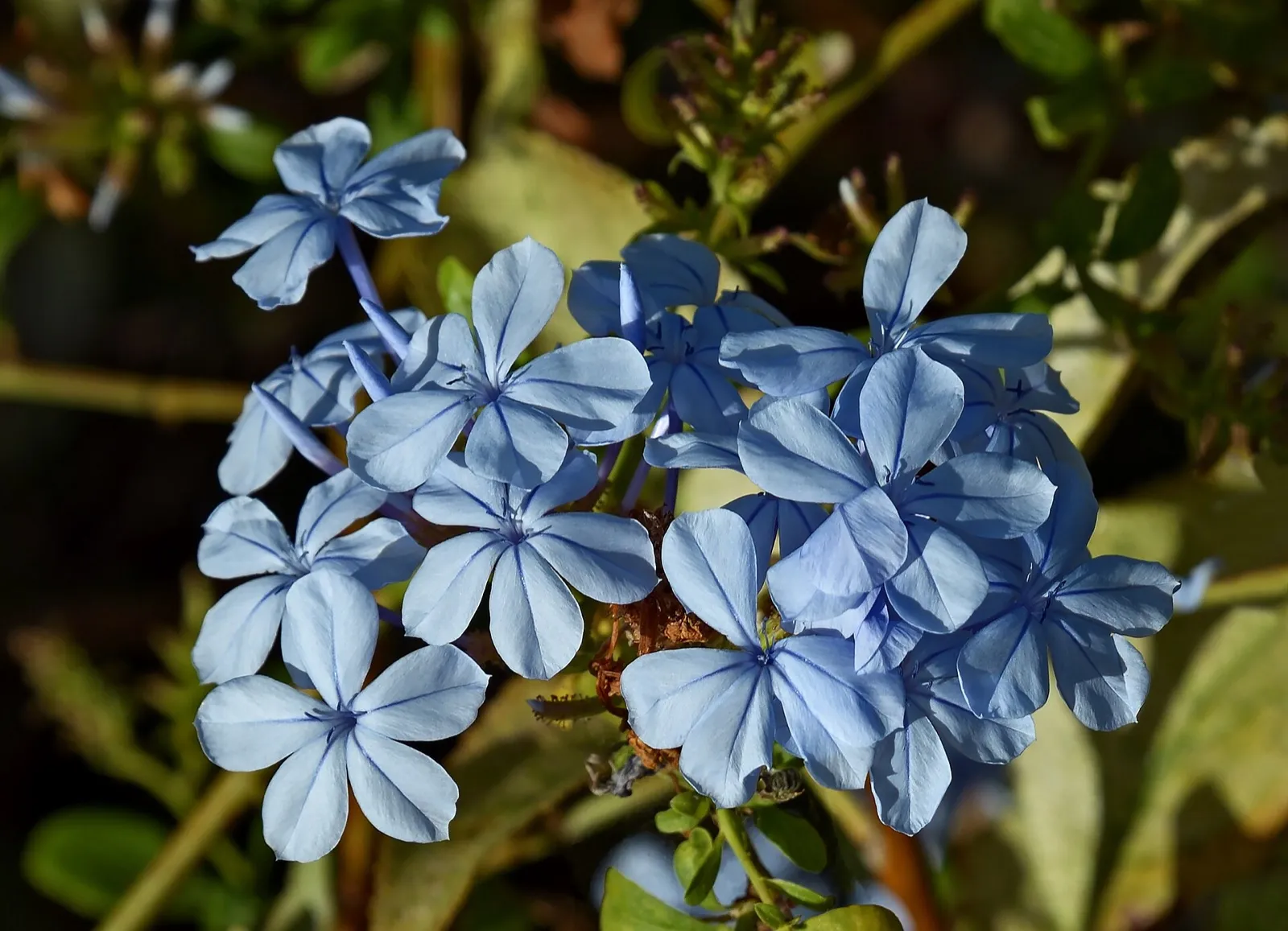 Dolde himmelblauer, fünfblättriger Bleiwurzblüten vor einem Hintergrund aus Blättern