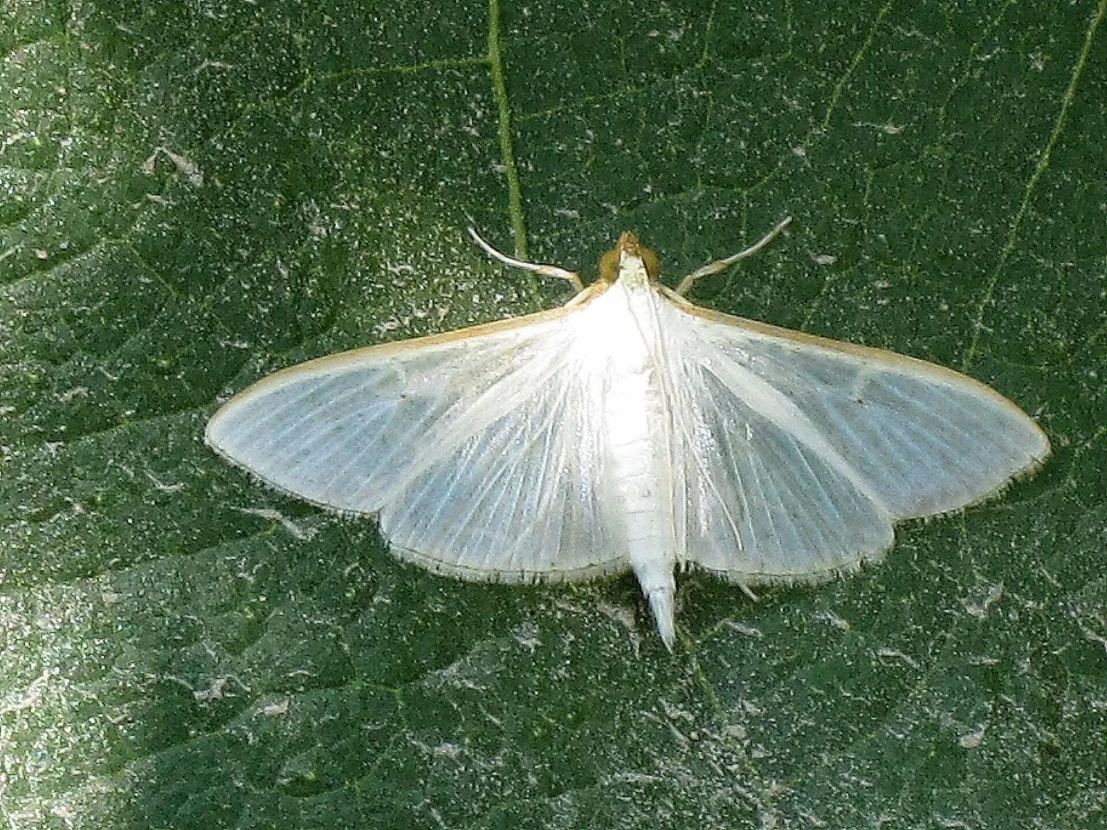 Polilla del jazmín