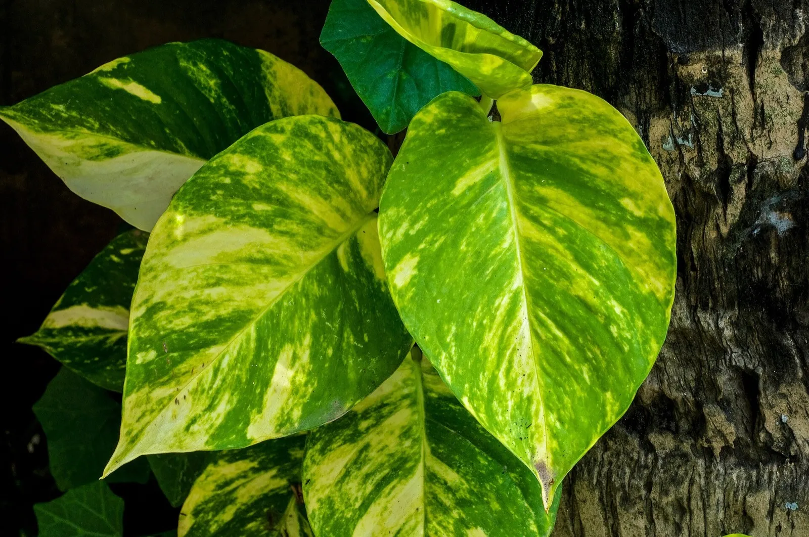 Hojas de potos en forma de corazón, verdes con manchas amarillas