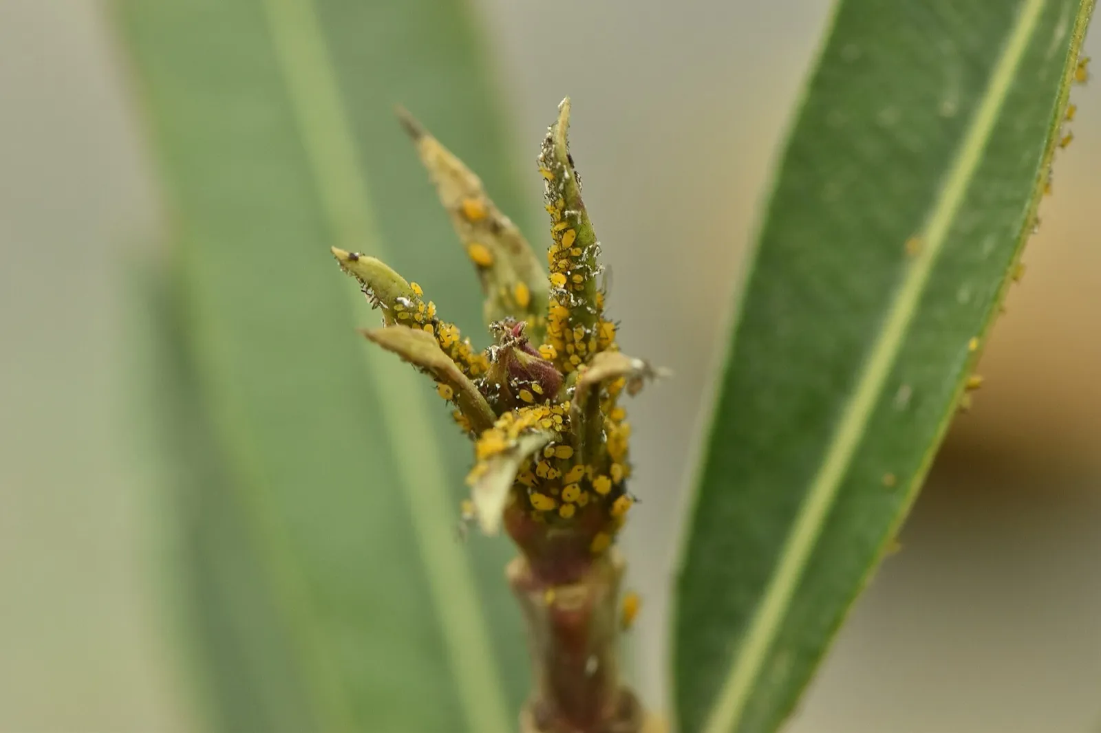 Oleander aphid