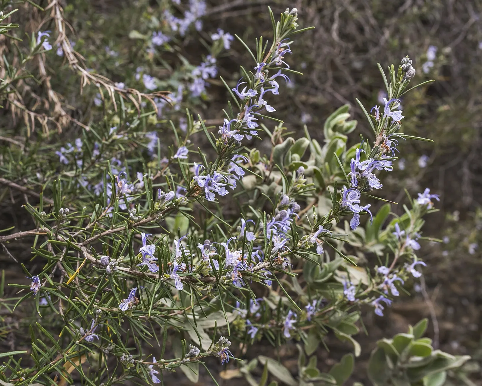 Ramas de romero con hojas estrechas y flores azul claro