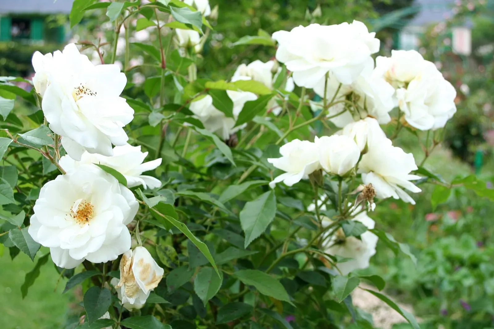 Rosenstrauch mit weißen Blüten in einem Garten, mit mehreren offenen und einigen schon verwelkten Rosen