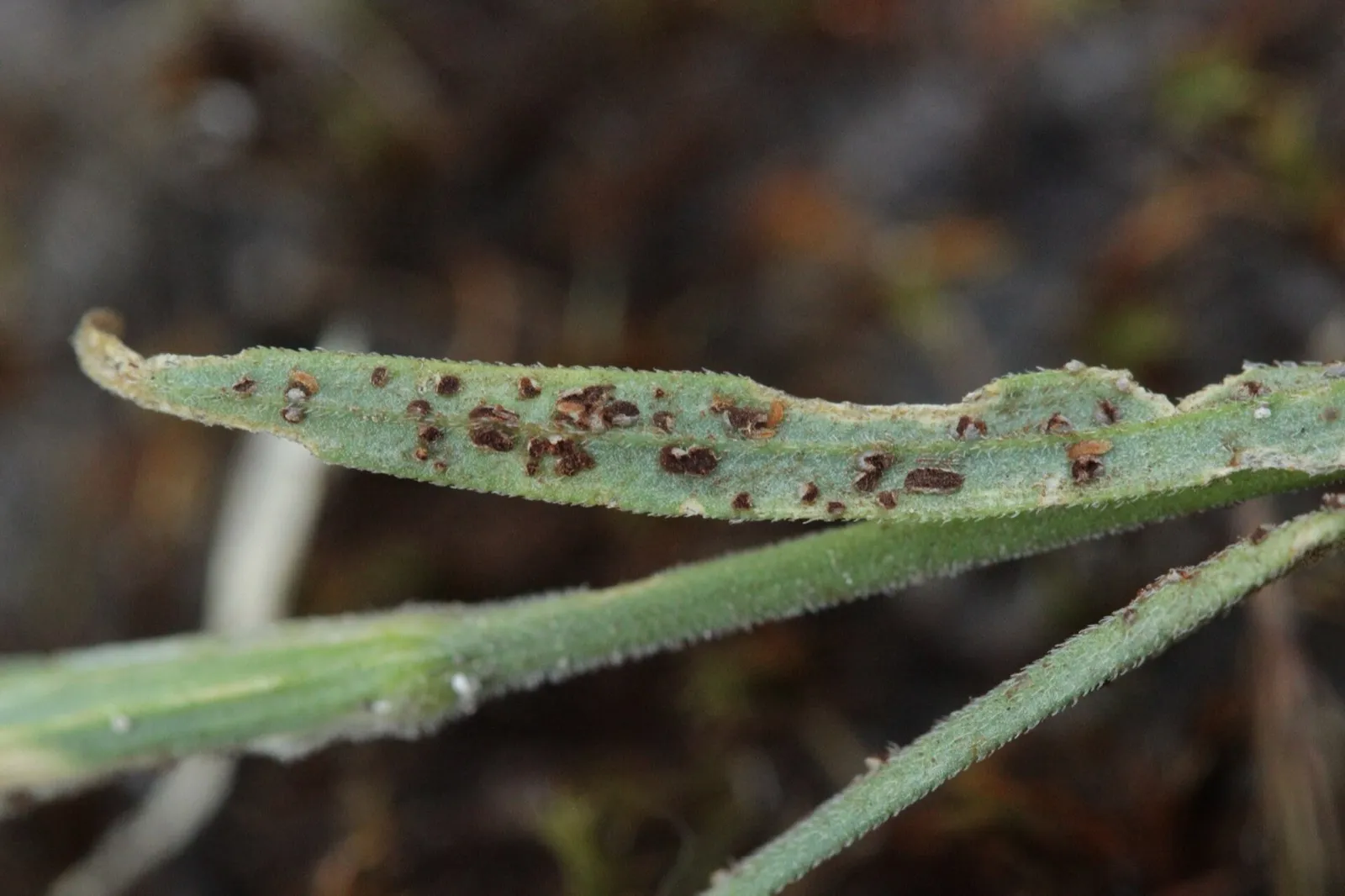 Carnation rust