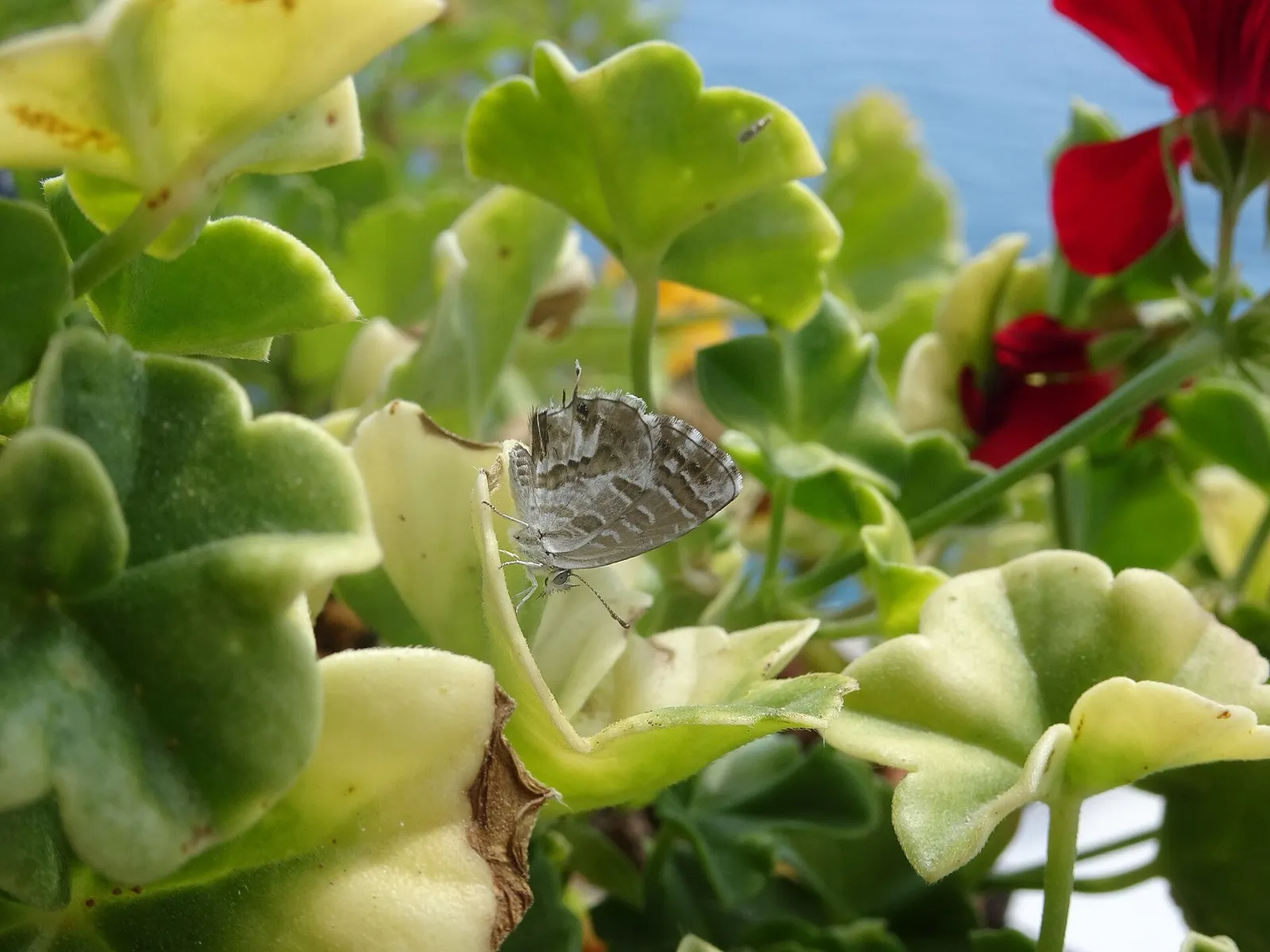 Geranium bronze butterfly