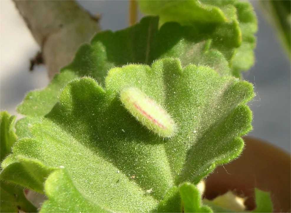 Pelargonien-Bläuling