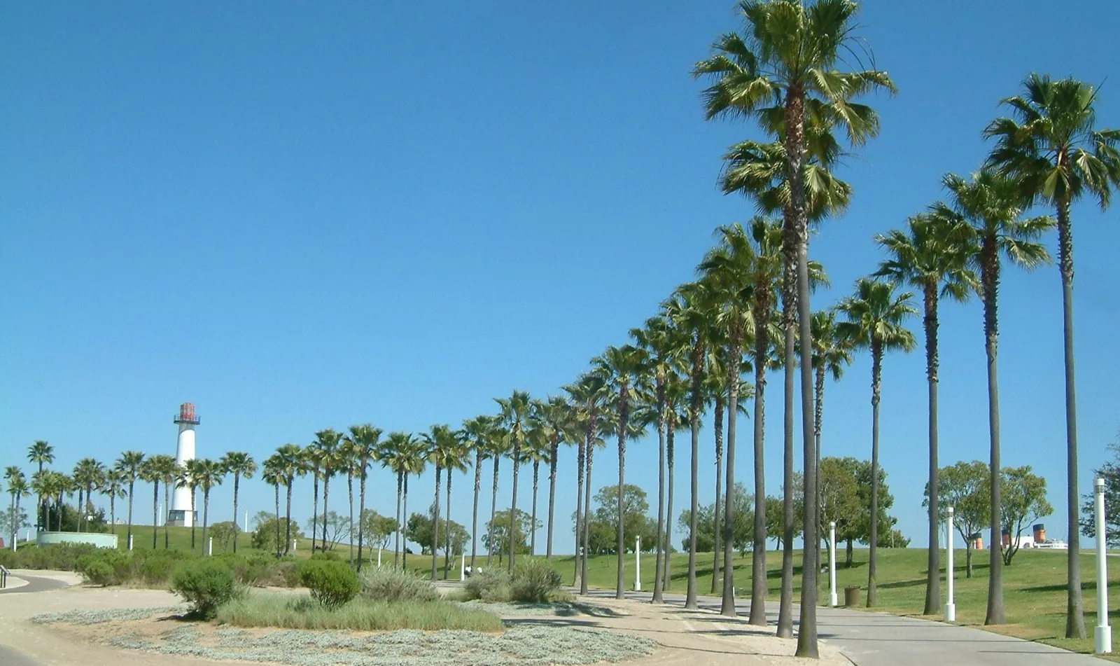 Paseo con una hilera de washingtonias altas y esbeltas bajo un cielo azul