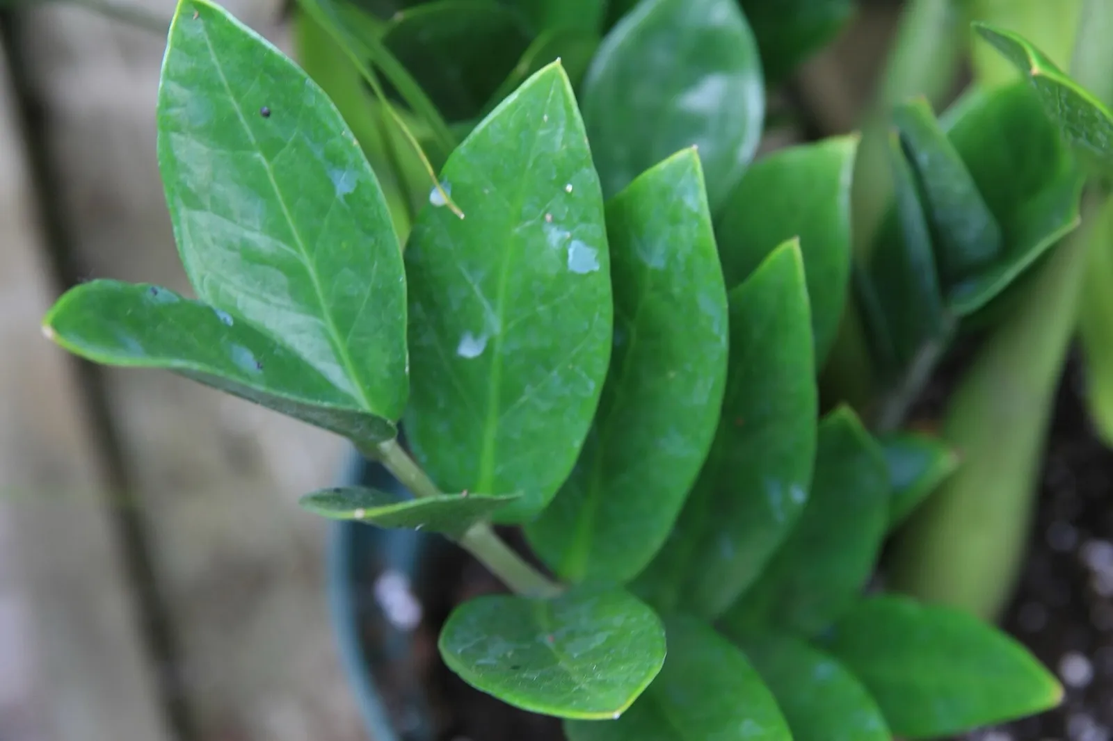 Triebe einer Zamioculcas mit glänzend grünen Blättern